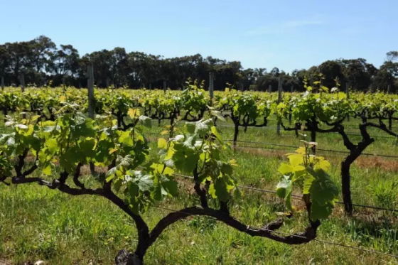 全球升溫,或將影響葡萄酒口感