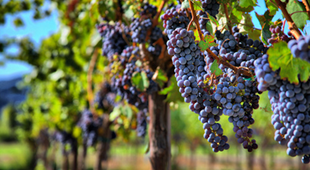 一年四季，葡萄藤在忙活什么？